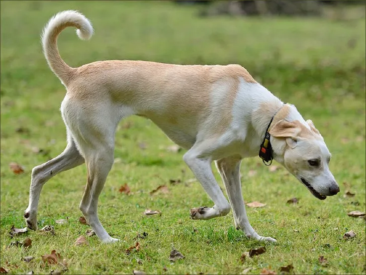 Cretan Hound Dog